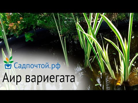 Аир болотный, форма с бело-зелеными листьями, Acorus calamus