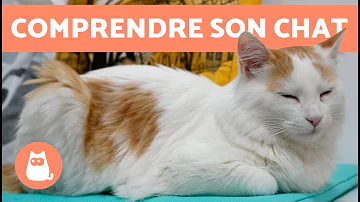 Qu Est Ce Qui Provoque Le Ronronnement