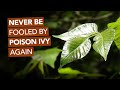 Never Be Fooled By Poison Ivy Again
