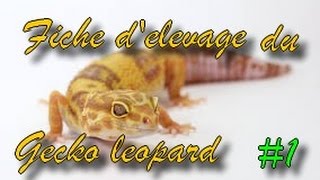 Fiche d'élevage du gecko leopard #1