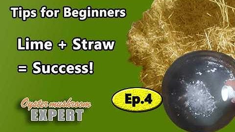 The Easiest Lime Method for Oyster Mushrooms: From Balcony Buckets to a Mini Farm