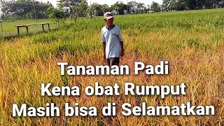 Cara Mengatasi Tanaman Padi Kena Obat Rumput