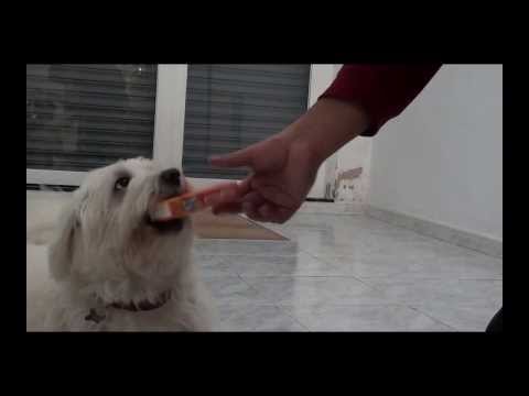 Enseña a tu perro a que te traiga cosas | Adiestramiento canino