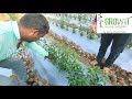 Grow it india pvt ltd agri mulch film