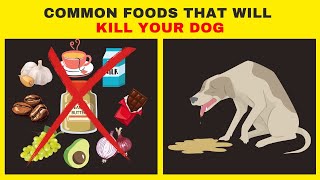 🚫Toxic Food For Dogs: 5 Food Your Dog Should Never Eat🐾| Toxic Dog Food| Can Dogs Eat Chocolate?🤔 by All For Love 5,180 views 9 months ago 2 minutes, 2 seconds