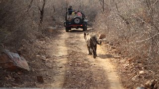 Tiger Followed A Car || Ranthambhore National park || Tiger Safari || Leopards and Tiger sighting ||