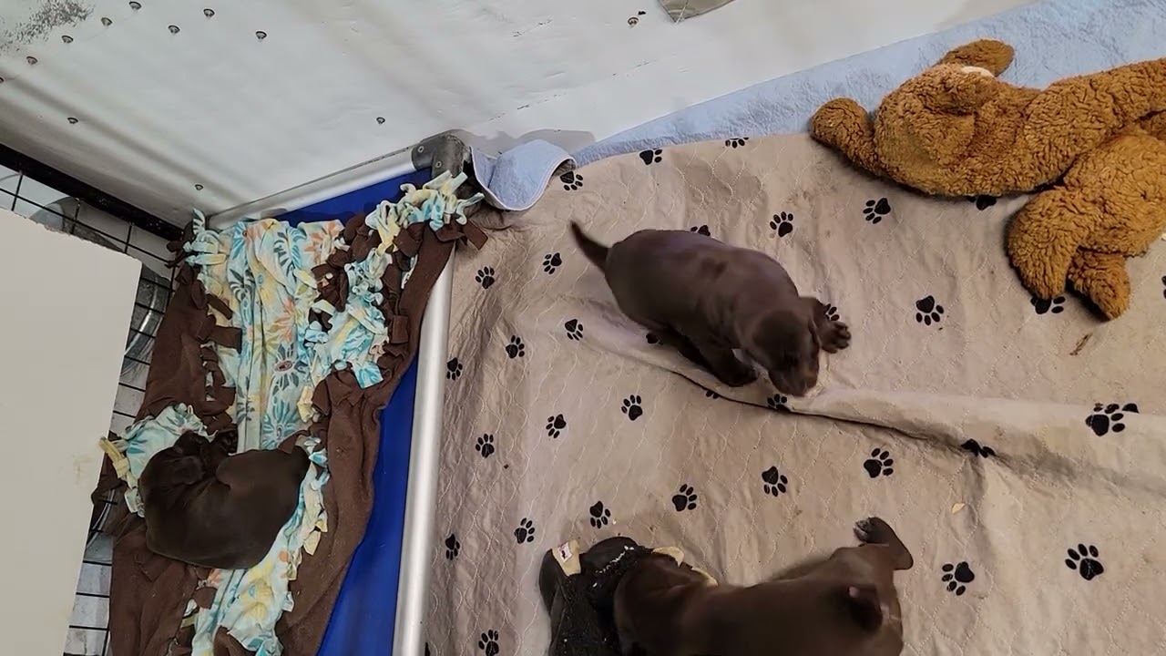 Jersey's pups at 4 weeks of age in their new living quarters