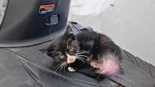 The poor kitten with an injured hind leg, unable to walk, can only sit still and wait for death.