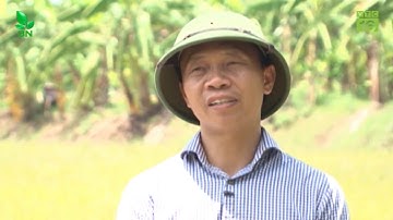 Gạo ruộng rươi Tứ Kỳ - Hải Dương