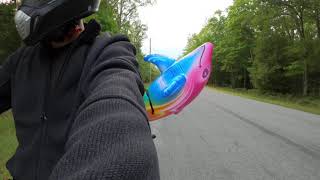 Dolphin on Hawk Motorcycle