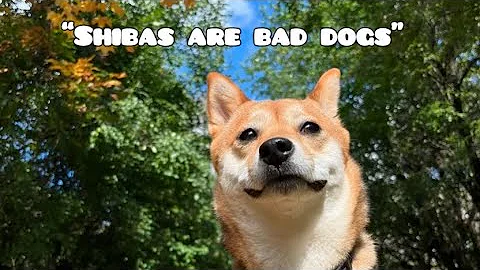 WATCH THIS before getting a Shiba Inu // SIX things you should know