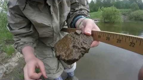 Field Walk - Testing Water Quality of Streams with Macroinvertebrates (Environmental Science ISU)