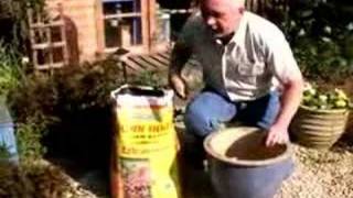 Rhododendron in a Pot