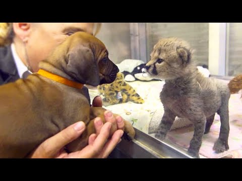 Video: Wanneer wilde ganzen en honden elkaar ontmoeten