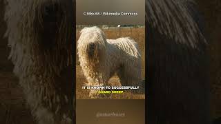 Komondor | The Mop Dog