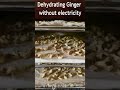 Dehydrating Ginger With Our Woodstove