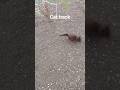 #cattrack