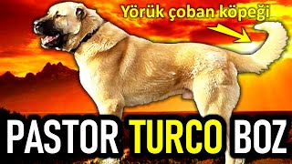 Descubriendo al Gran Pastor Boz Turco 🐾 | Historia, Características y Kangal Comparativo 🐕 by EADD CHANNEL STUDIOS 1,179 views 6 months ago 6 minutes, 29 seconds