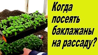 Верные сроки посева баклажан на рассаду (проверено).