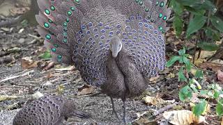 Grey Peacock Pheasants and friends