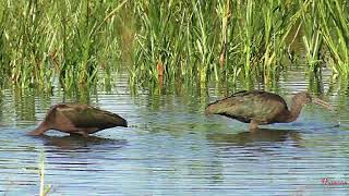 ibissen zevenhuizerplas movie