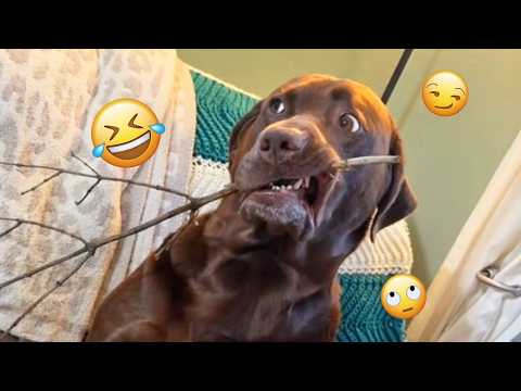 I dare you not to LAUGH at these FUNNY DOGS ๐๐ฆฎ - Best Funny Animals Videos 2026 #306