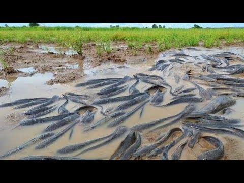 wow fishing! catch a lot of fish under grass and pick duck egg at field ...