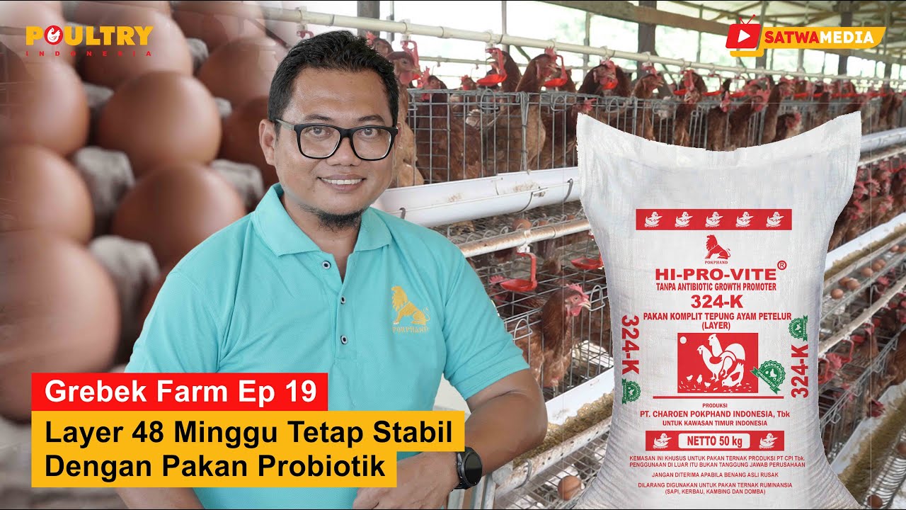 Dari Engineer Jadi Peternak Sukses! Andri Beberkan Rahasia Produksi Telur Stabil 92%!
