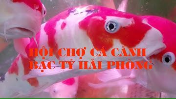 CHỢ CÁ CẢNH TIỀN TỶ THÀNH PHỐ HẢI PHÒNG.