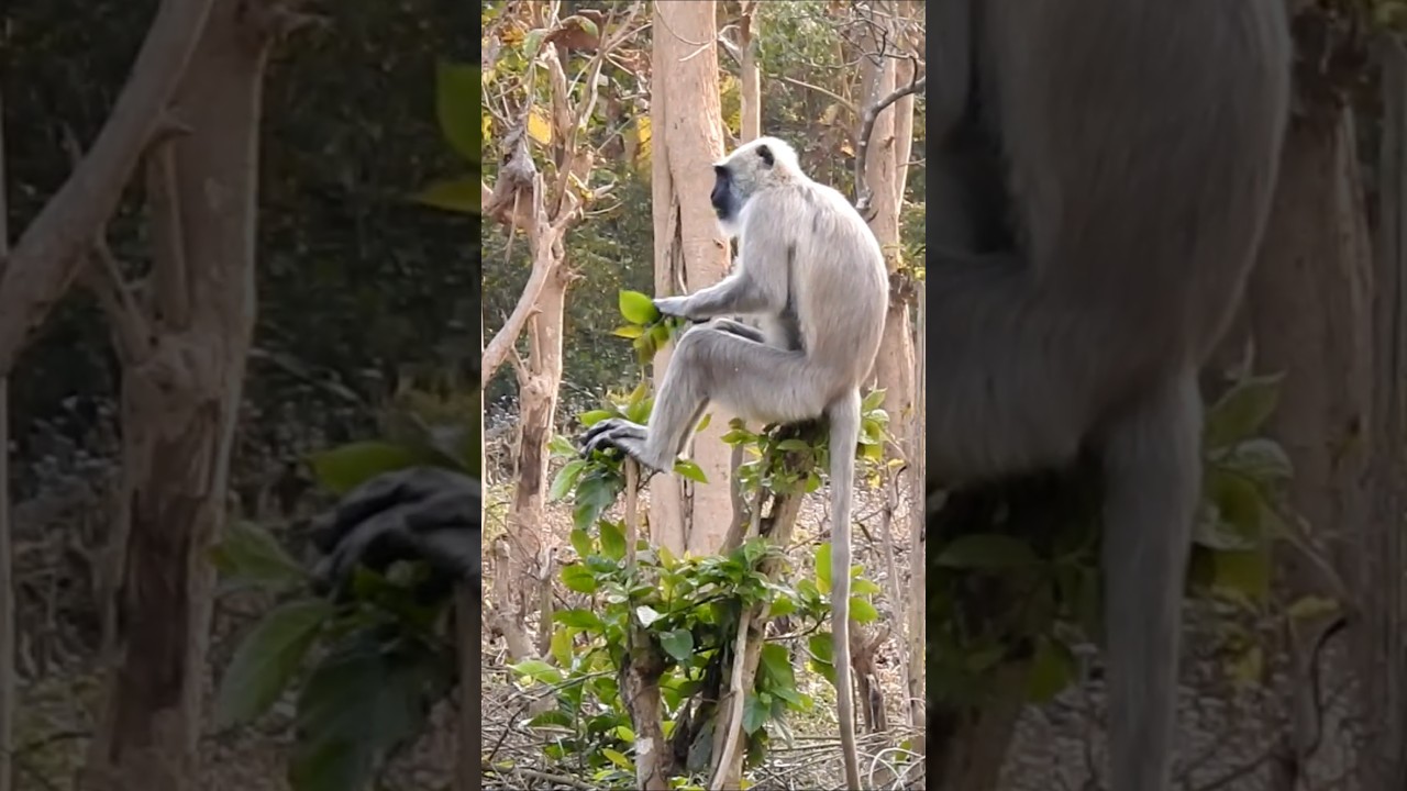 Grey Langur fun time 