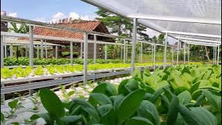 Kebun Sayur ASA Farm Jogja