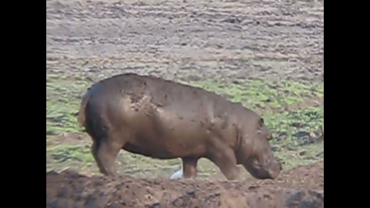 Katavi National Park composite