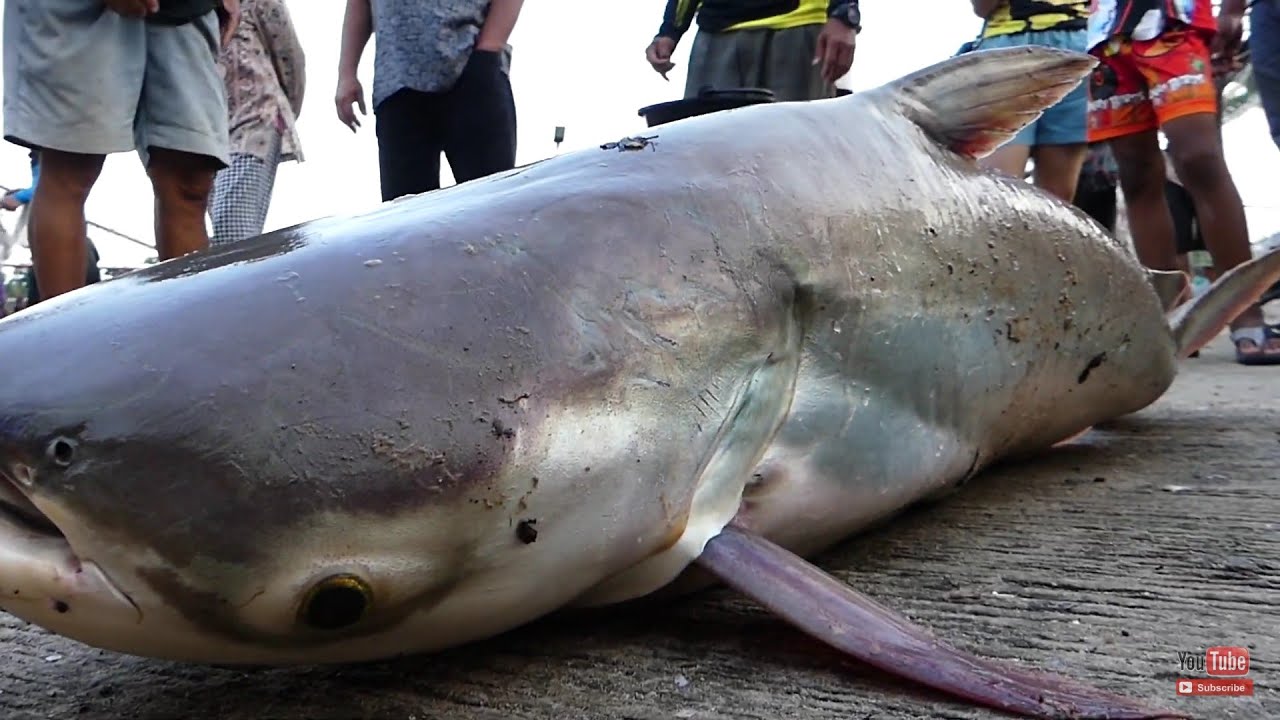 ลุ้นระทึก! ตกปลาบึกยักษ์เขื่อนราษีไศล Amezing Fishing Super Big Fish in Isaan Thailand