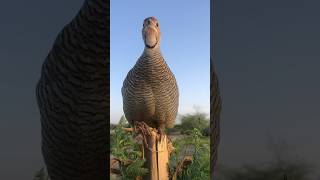Teetar Ki Nazar 😍 | Amazing Bird Close Shot #shorts