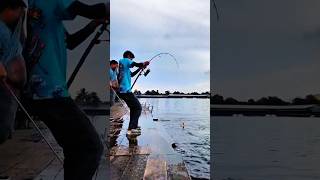 Amazing big fishs fight #fishing #bigfishcatch #bigfish #rodfishing #fishingshorts #viralvideo #fish