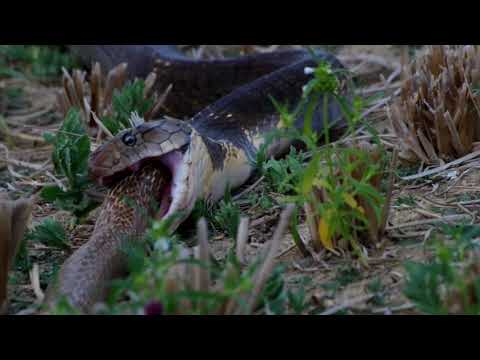 King Cobra eats a spectacled cobra