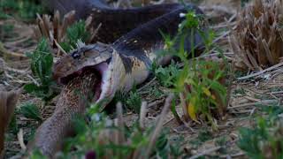 King Cobra Eats A Spectacled Cobra