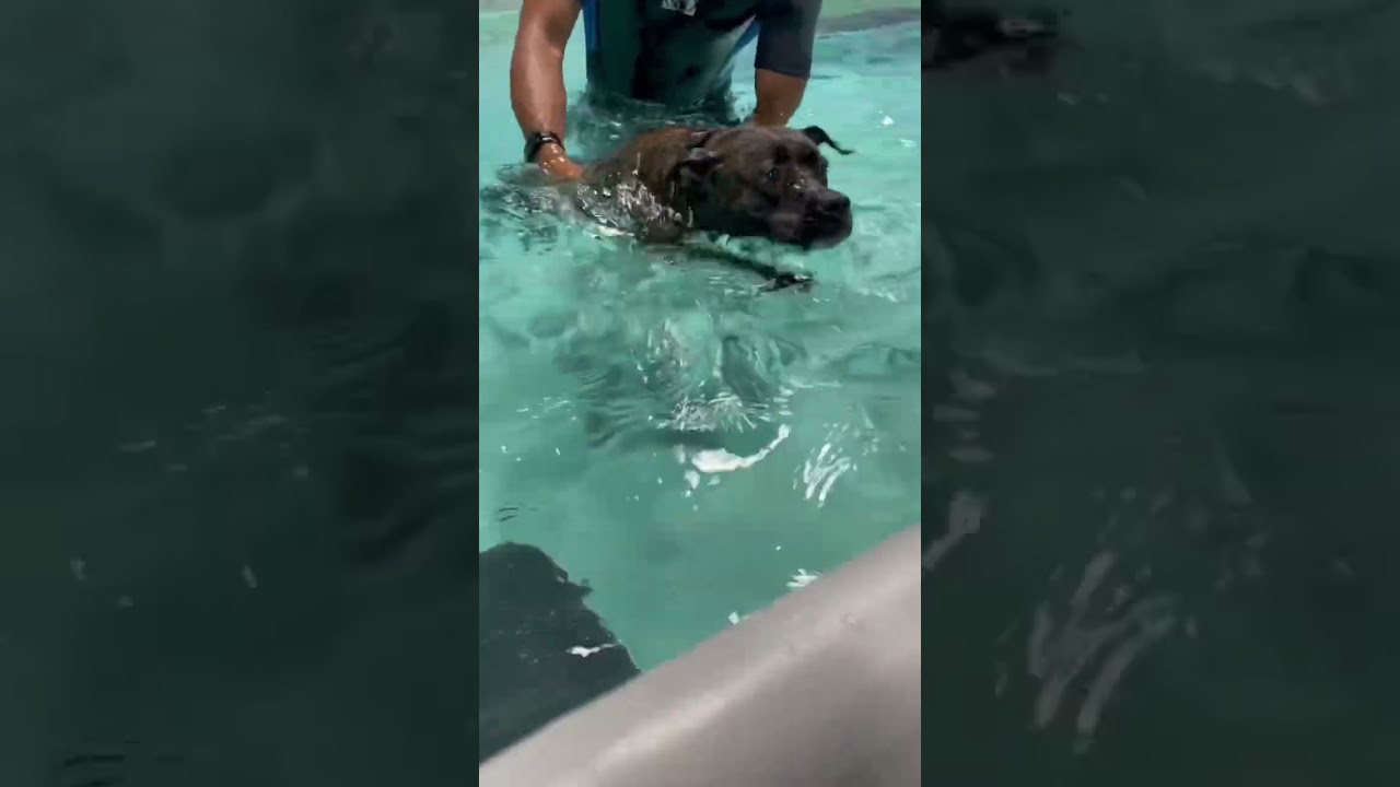 PITBULL SWIMMING 💦🌊 