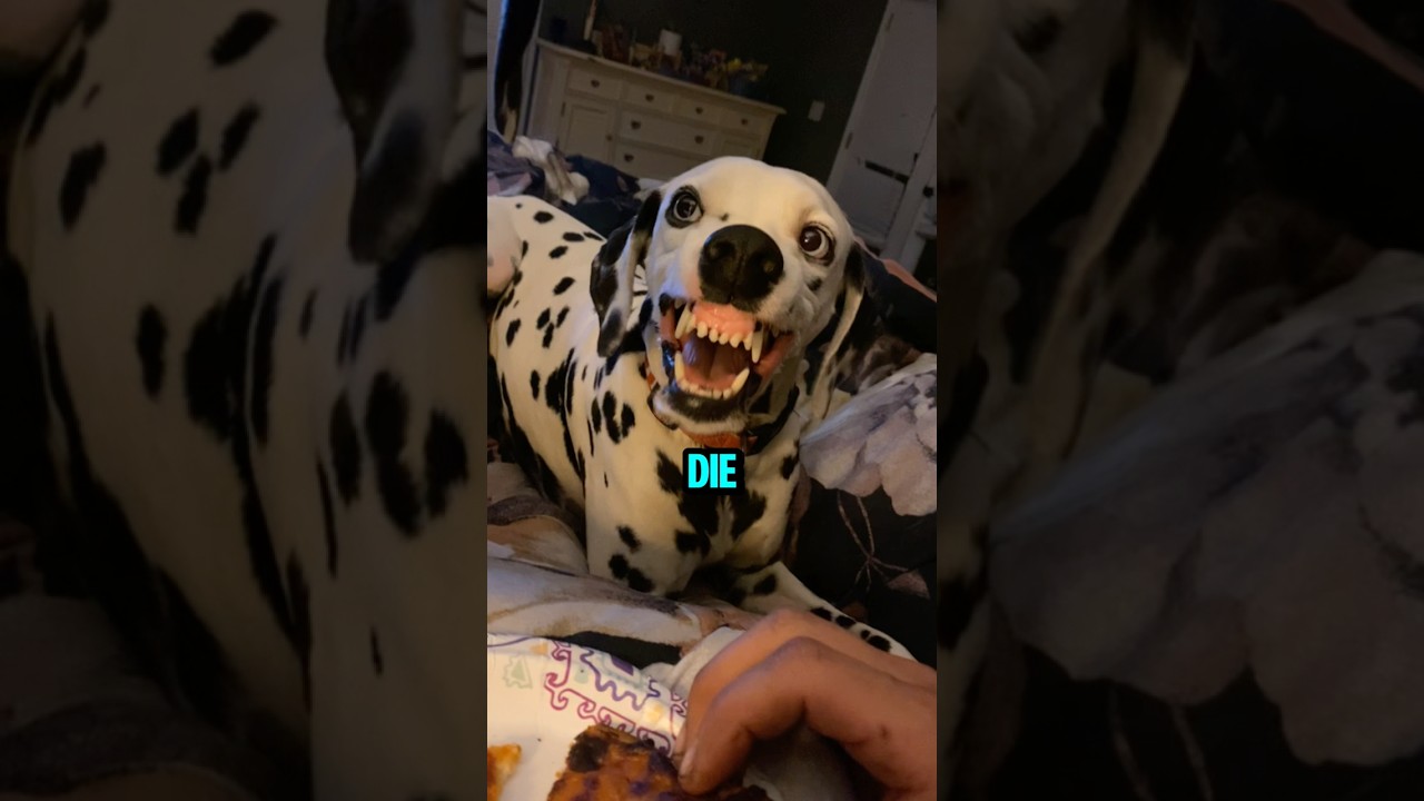 5 собачьих лаев, которые вам нужно услышать 👂🐶 