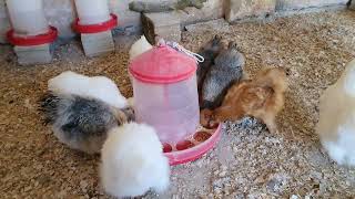 Silky Hen Care at Home