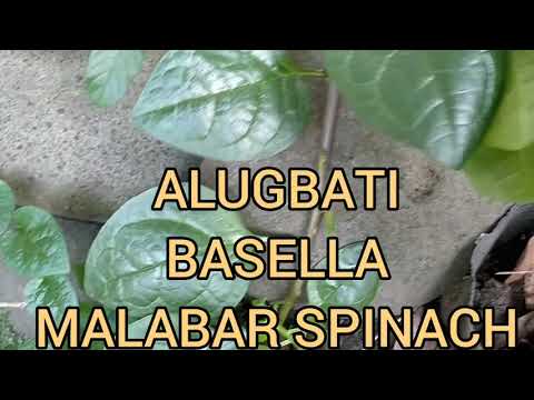 Video: Malabar-pinaatti Tai Basella (Basella Alba), Kasvaa Ikkunalaudalla
