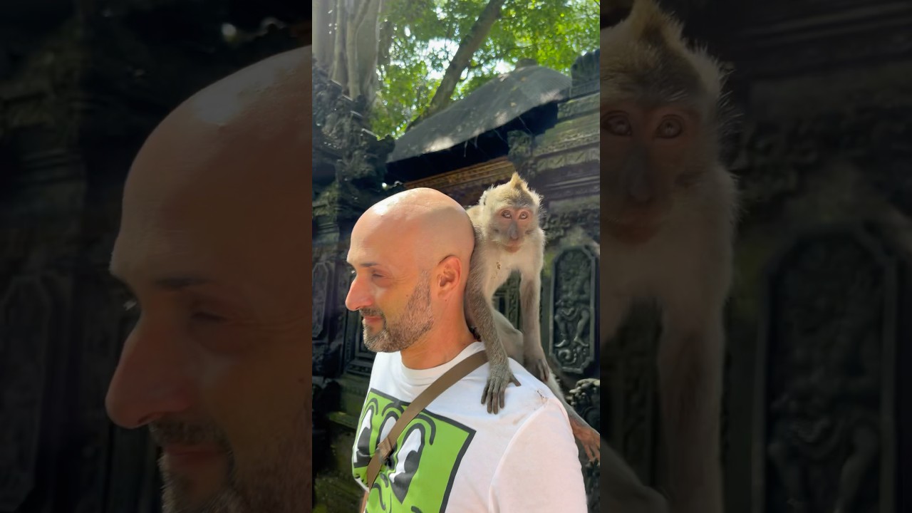Cheeky monkey in Ubud, Bali 🐒 