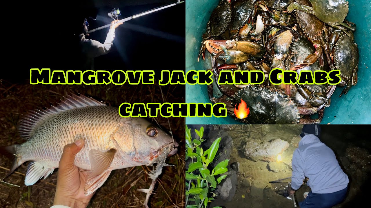 AFTER LONG TIME CAUGHT MANGROVE JACK & CRABS 🐟 🦀 