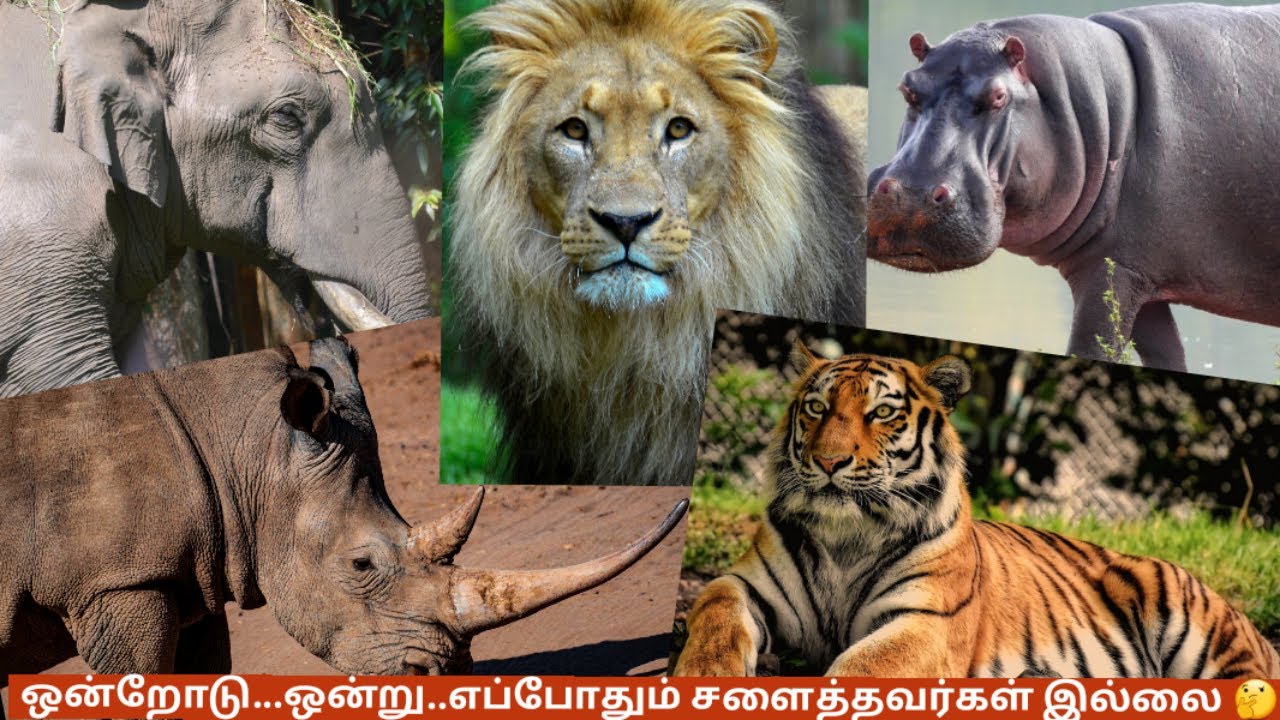 ஒன்றோடு ஒன்று சளைத்தவர்கள் இல்லை part 1 / Amazing animals / Tamil