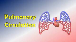 Pulmonary circulation of blood (Video + Audio); Circulatory system