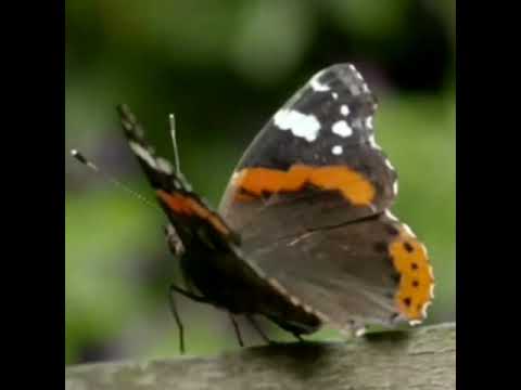 Doel Sumbang #Bulan Kemah