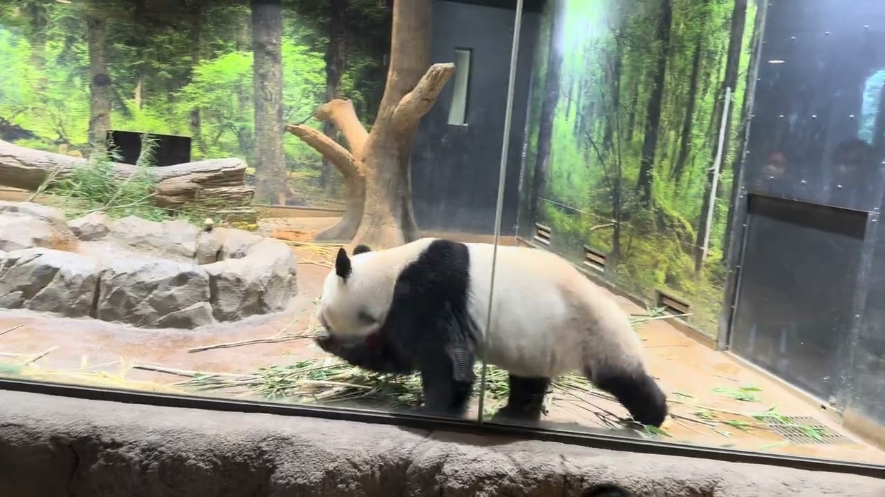 2025年12月 レイレイ シャオシャオ @上野動物園 その3 - YouTube