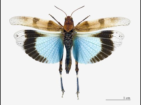 Grasshopper Courtship Display