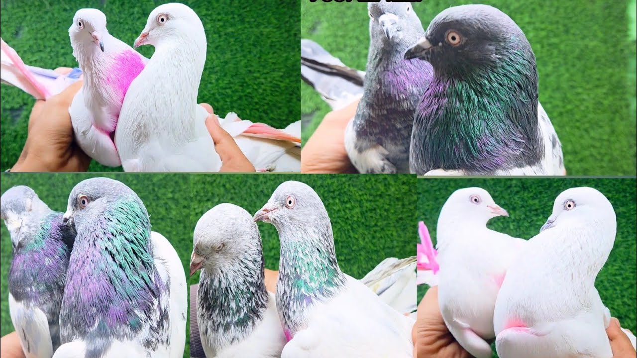 [26/11/25] उस्तादों के घरों की उड़ने वाली नस्लें बुक कराओ 