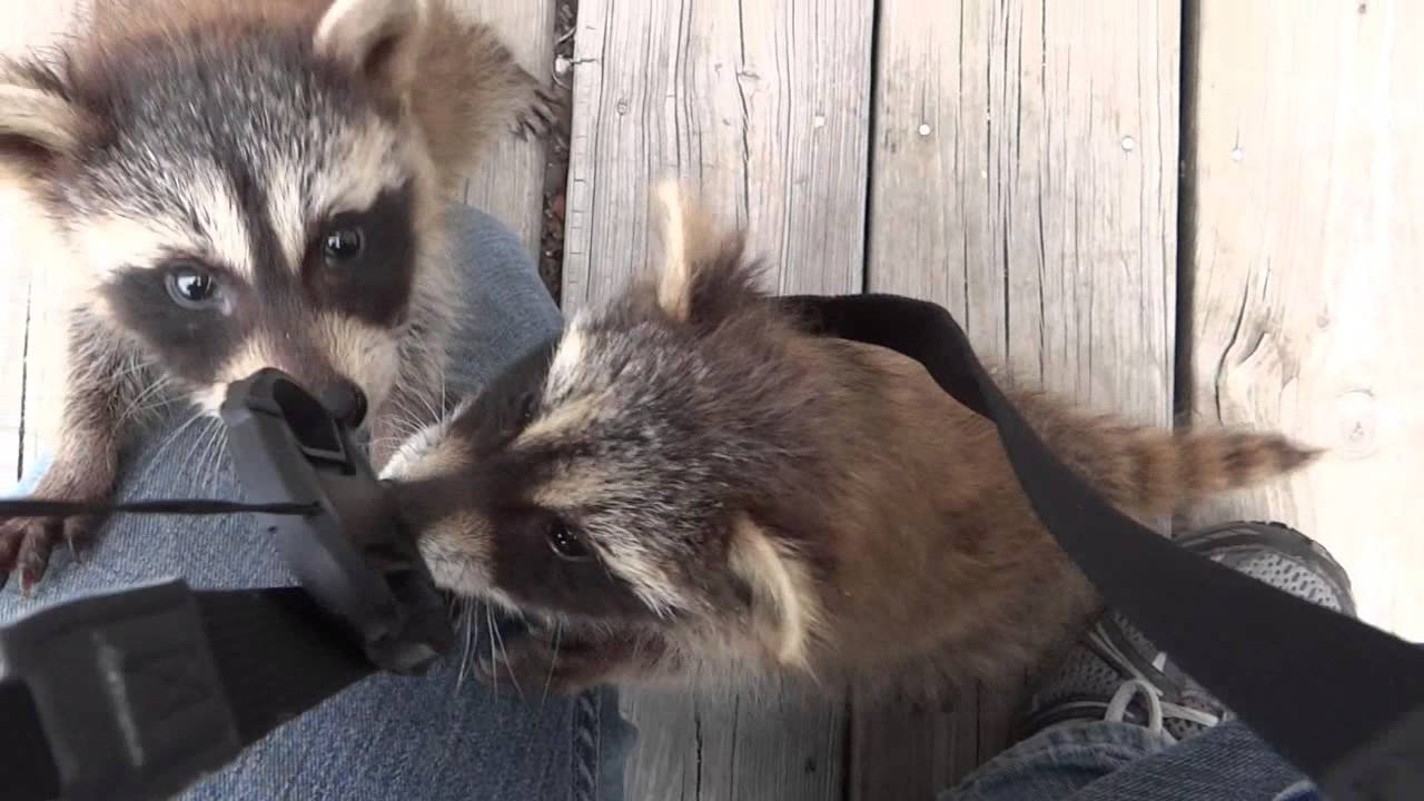 Raccoon Kits Being Adorable YouTube